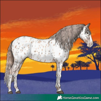 Horse Color:Liver Chestnut Sabino Splash Near Leopard and Gold Champagne Sabino Splash Near Leopard