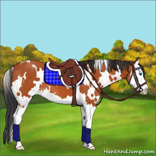 Horse Color:White Spotted Bay Splash 
