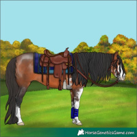 Horse Color:Bay Sabino 