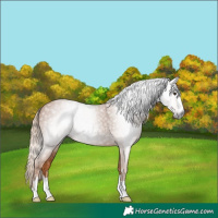 Horse Color:Gray Chestnut 