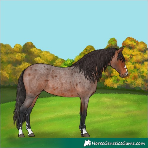 Horse Color:Bay Roan 