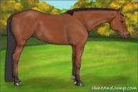 Horse Color:Bay 