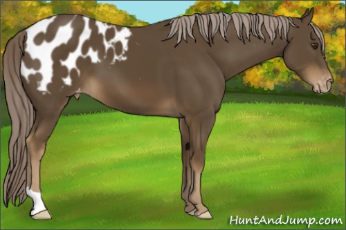Horse Color:Chocolate Palomino Appaloosa 