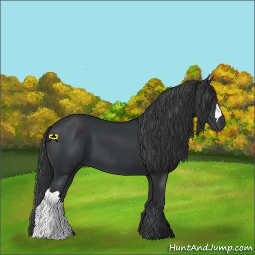 Horse Color:Black 