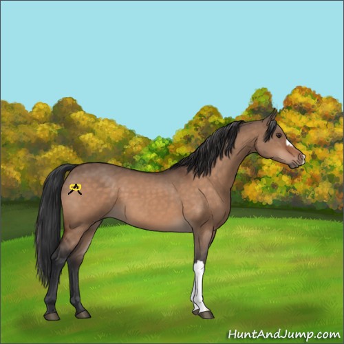 Horse Color:Brown Dun 