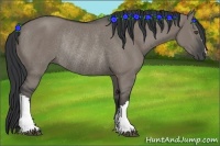 Horse Color:Grullo Rabicano