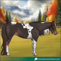 Horse Color:Liver Chestnut Tobiano 