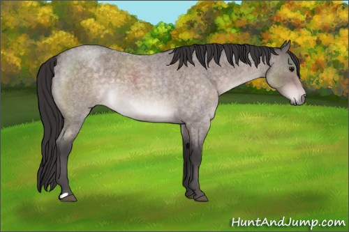 Horse Color:Platinum Buckskin Roan 