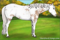 Horse Color:Silver Brown Dun Sabino Appaloosa 
