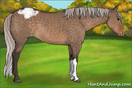 Horse Color:Silver Brown Dun Varnish 