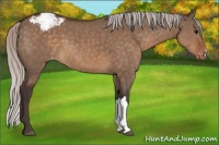 Horse Color:Silver Brown Dun Appaloosa 