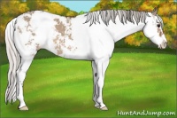 Horse Color:Silver Brown Dun Sabino 