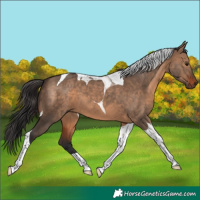 Horse Color:Brown Dun Tobiano 