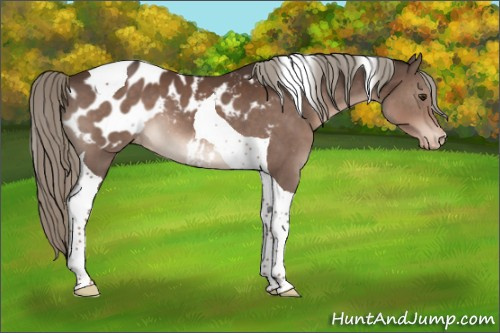 Horse Color:Liver Chestnut Mushroom Tobiano Blanket