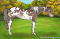 Horse Color:Liver Chestnut Mushroom Tobiano Appaloosa