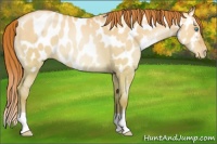 Horse Color:Chocolate Sable Champagne Pearl Dun Near Leopard 
