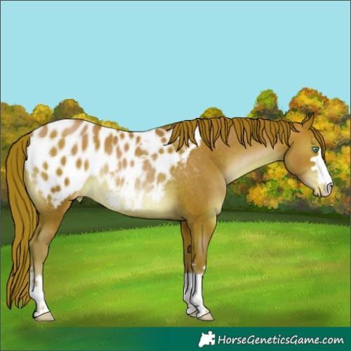 Horse Color:Chocolate Brown Pearl Appaloosa Rabicano 
