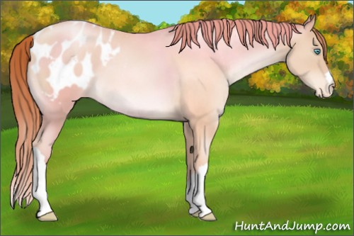 Horse Color:Sable Champagne Pearl Blanket