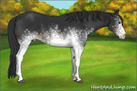 Horse Color:White Spotted Brown 