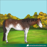 Horse Color:White Spotted Bay 
