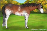 Horse Color:White Spotted Bay 