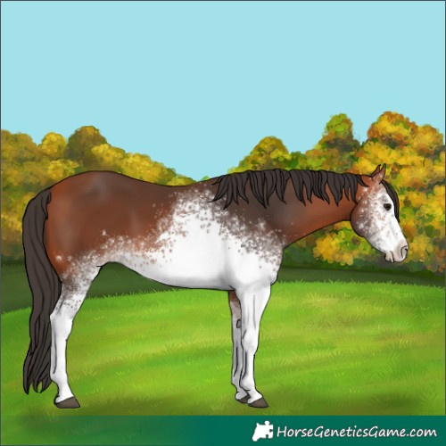 Horse Color:White Spotted Bay 