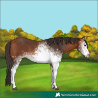 Horse Color:White Spotted Bay 