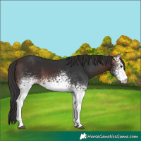 Horse Color:White Spotted Brown 
