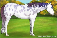 Horse Color:Chocolate Buckskin Pearl Dun Splash Appaloosa 