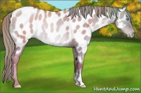 Horse Color:Liver Red Dun Pearl Near Leopard Rabicano 