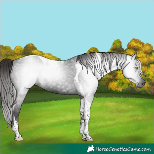 Horse Color:Gray Liver Chestnut Tobiano 