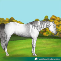 Horse Color:Gray Liver Chestnut Tobiano