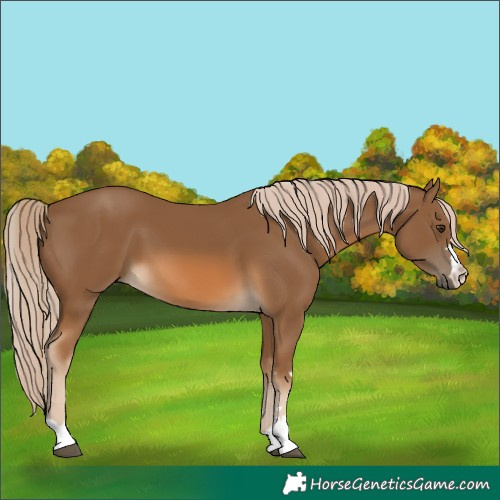 Horse Color:Chocolate Palomino 