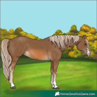 Horse Color:Chocolate Palomino 