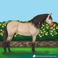 Horse Color:Bay Dun 