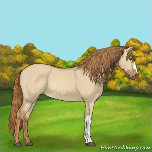 Horse Color:Red Dun 