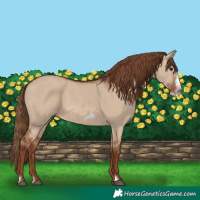 Horse Color:Red Dun Frame