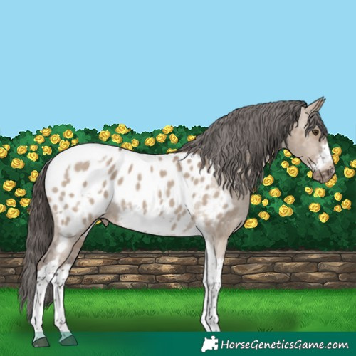 Horse Color:Liver Red Dun Sabino Tobiano Frame Appaloosa 