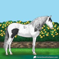 Horse Color:Black Splash Tobiano 