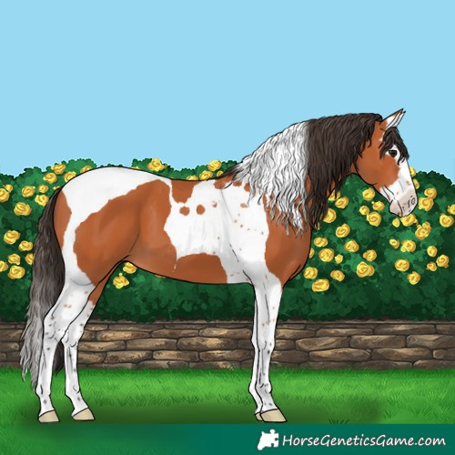 Horse Color:Bay Splash Tobiano 
