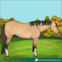 Horse Color:Buckskin Dun Tobiano 