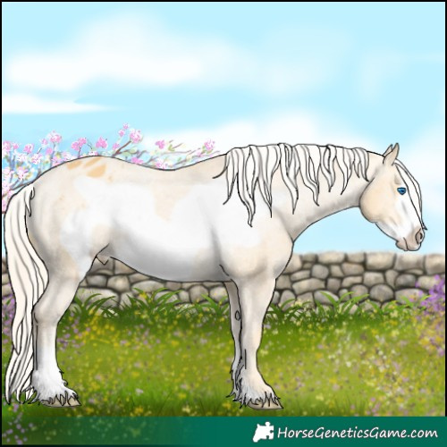 Horse Color:Palomino Frame Appaloosa Rabicano 