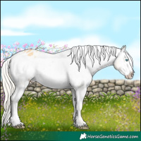 Horse Color:Palomino Frame Varnish Rabicano