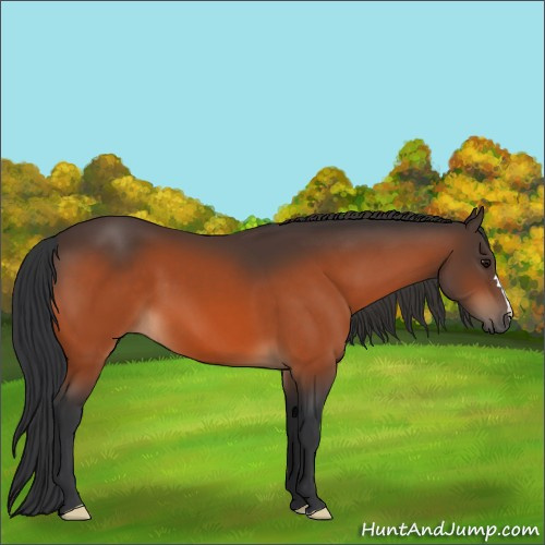 Horse Color:Bay 