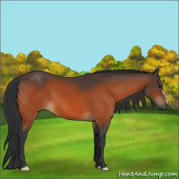 Horse Color:Bay 