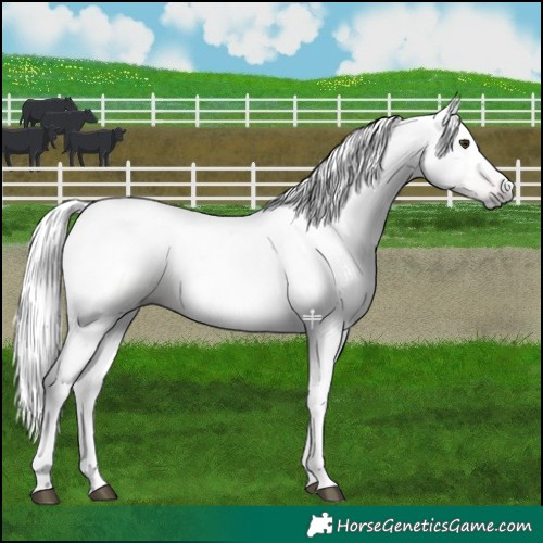 Horse Color:Gray Red Dun 