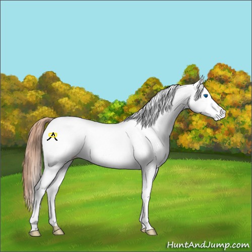 Horse Color:White Spotted Red Dun Splash 