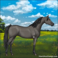 Horse Color:Grullo 