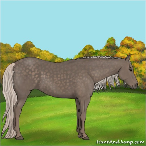 Horse Color:Silver Black