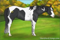 Horse Color:Black Splash Tobiano 